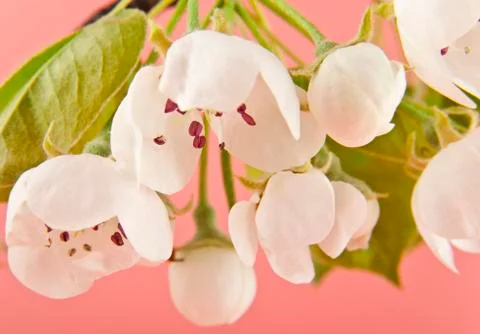 Apple flowers Stock Photos