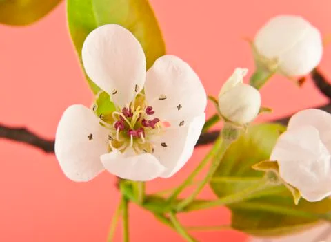 Apple flowers Stock Photos