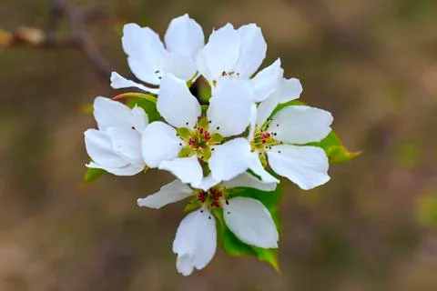 Apple flowers Foto stock