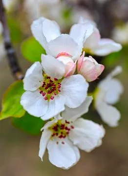 Apple flowers Stock Photos