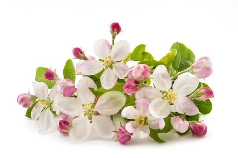 Apple Flowers Stock Photos
