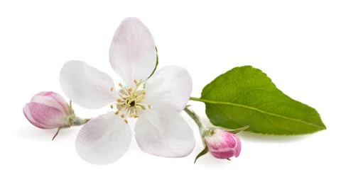 Apple Flowers Stock Photos