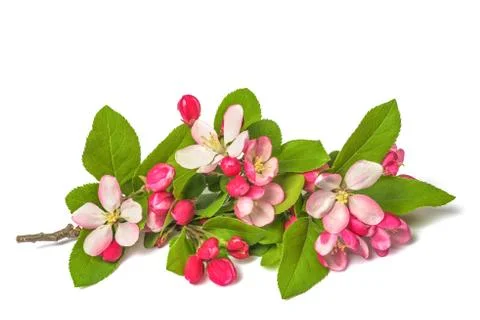 Apple Flowers Stock Photos