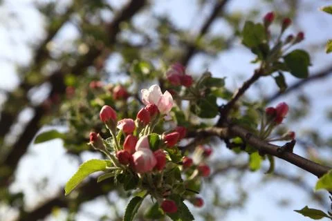 Apple with flowers Stock Photos
