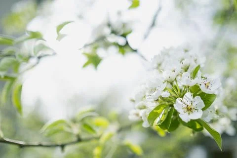 Apple flowers Foto stock