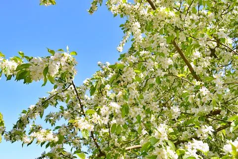 Apple flowers Stock Photos