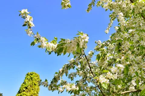 Apple flowers Stock Photos