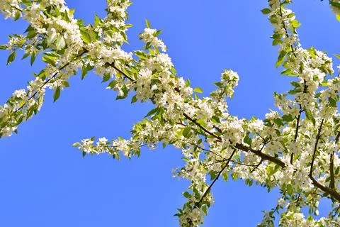 Apple flowers Stock Photos