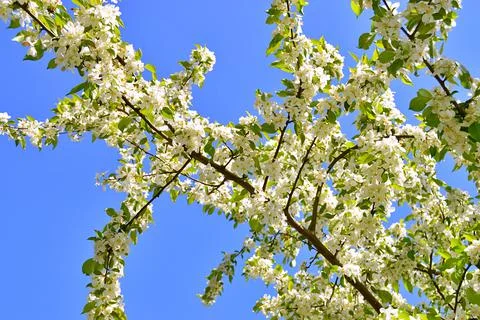Apple flowers Stock Photos