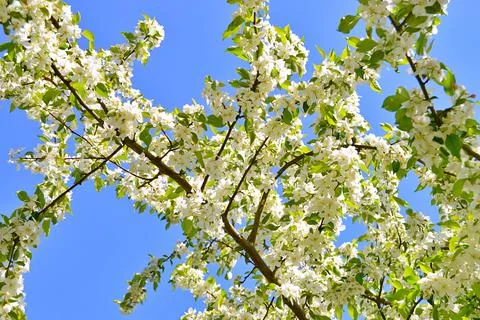 Apple flowers Stock Photos