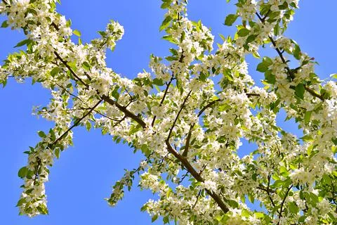 Apple flowers Foto stock