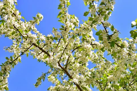 Apple flowers Stock Photos