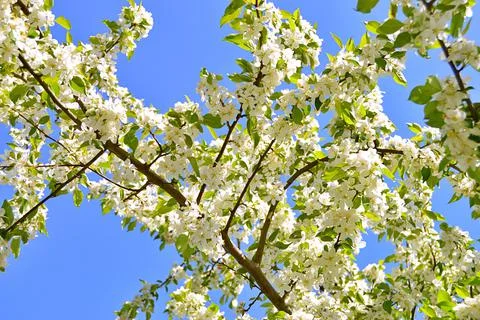 Apple flowers Stock Photos