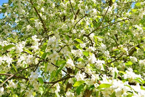 Apple flowers Stock Photos