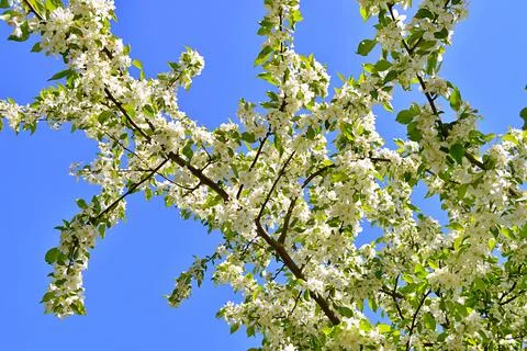 Apple flowers Stock Photos