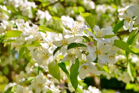 Apple flowers Stock Photos