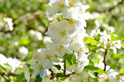 Apple flowers Stock Photos