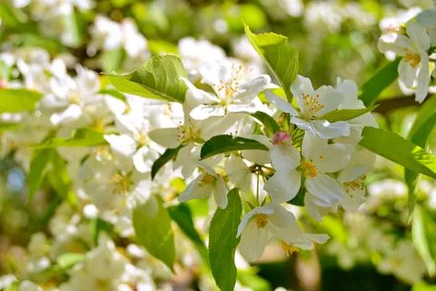 Apple flowers Foto stock