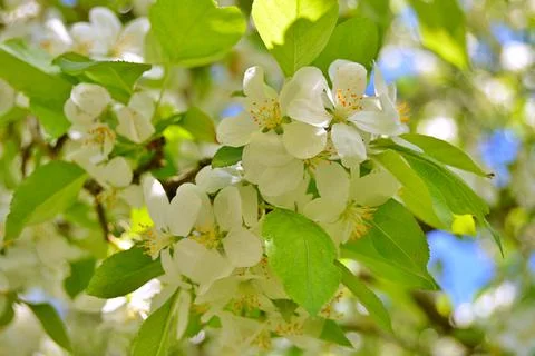 Apple flowers Stock Photos