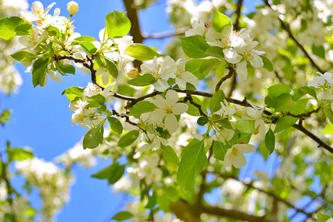 Apple flowers Stock Photos