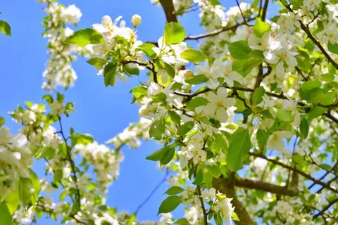 Apple flowers Stock Photos
