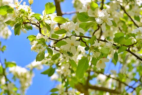 Apple flowers Stock Photos