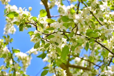Apple flowers Stock Photos