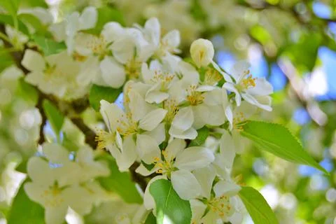 Apple flowers Stock Photos