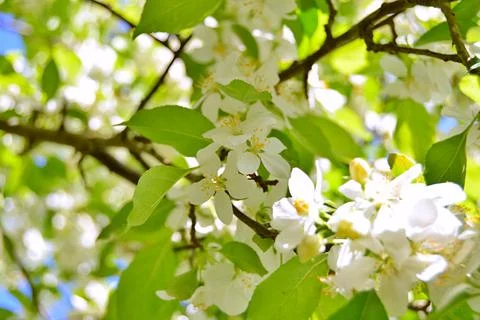 Apple flowers Stock Photos