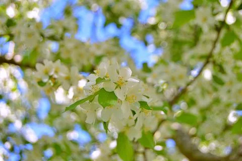 Apple flowers Stock Photos