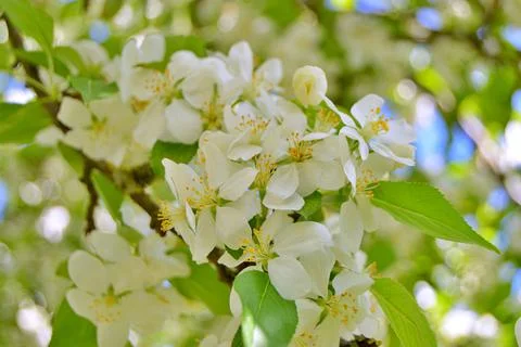 Apple flowers Stock Photos