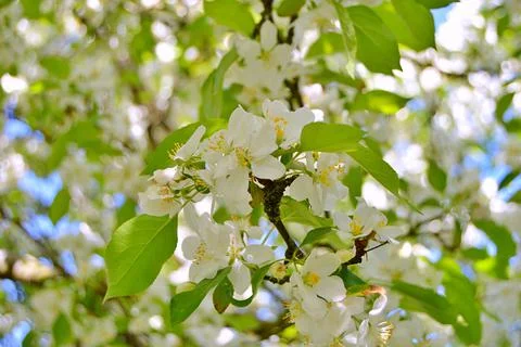 Apple flowers Stock Photos