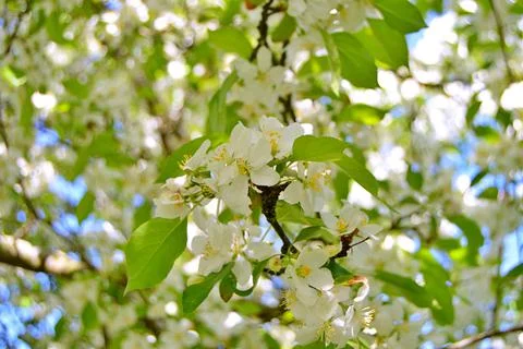 Apple flowers Stock Photos