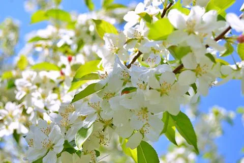 Apple flowers Stock Photos