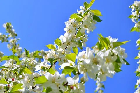 Apple flowers Stock Photos