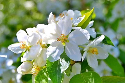 Apple flowers Stock Photos