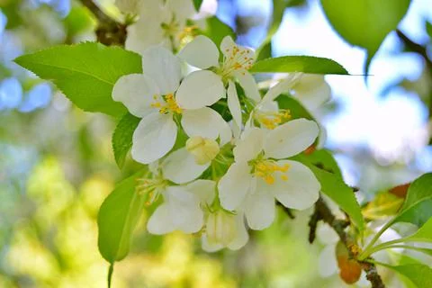 Apple flowers Stock Photos