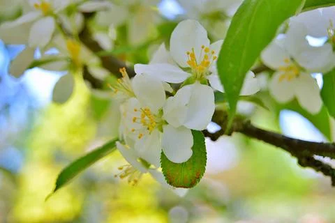 Apple flowers Stock Photos