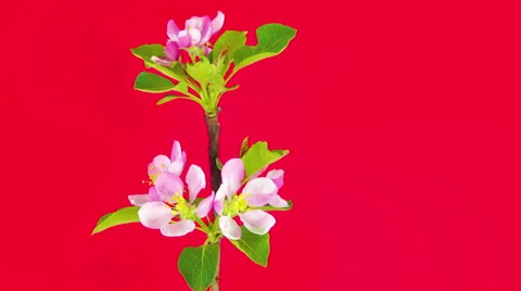Apple flowers on red 4k Stock Footage 52636443