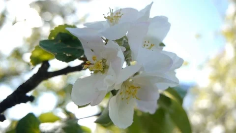 Apple flowers shake in the wind Stock Footage 79002795