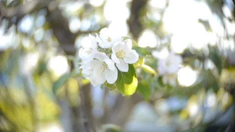 Apple flowers shake in the wind Stock Footage 79003006