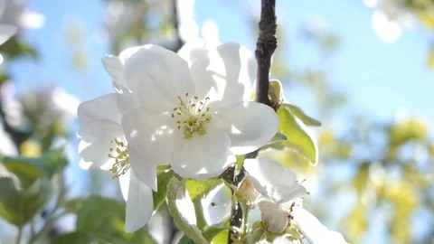 Apple flowers shake in the wind Stock Footage 79003329