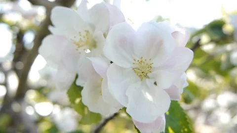 Apple flowers shake in the wind Stock Footage 79026801