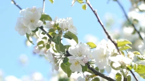 Apple flowers shake in the wind Stock Footage 79026996