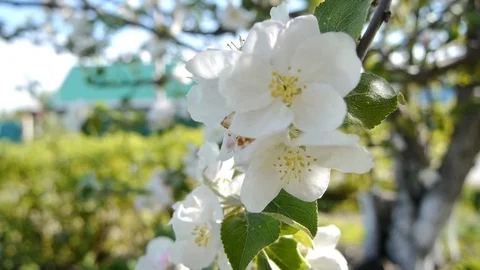 Apple flowers shake in the wind Stock Footage 79027209