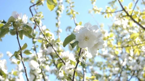 Apple flowers shake in the wind Stock Footage 79027314