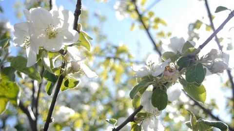 Apple flowers shake in the wind Stock Footage 79027409