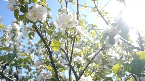 Apple flowers shake in the wind Stock Footage 79027654