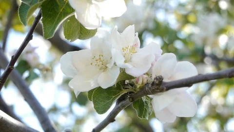 Apple flowers shake in the wind Stock Footage 79038252