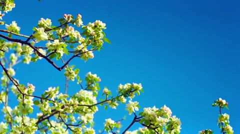Apple flowers on sky HD Stock Footage 52633569